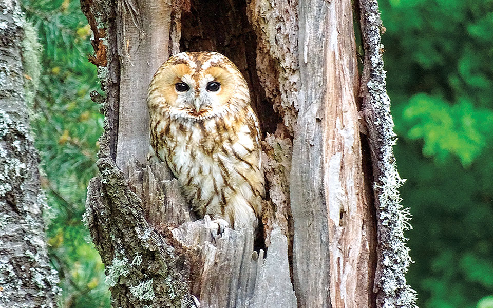 Δάσος Φρακτού: Ένα ανέγγιχτο μνημείο της ελληνικής φύσης-1