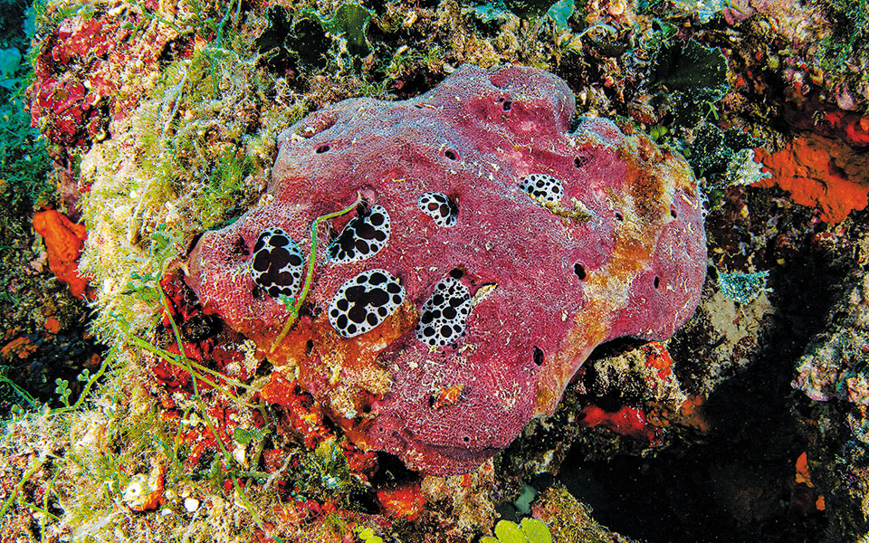 Οι κήποι κοραλλιών της Ελλάδας-1