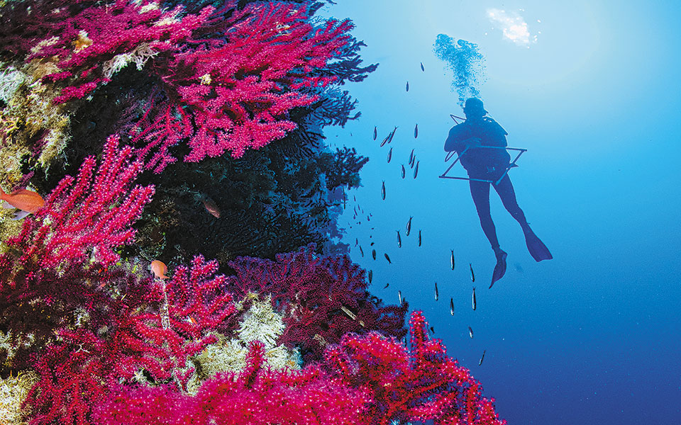 οι-κήποι-κοραλλιών-της-ελλάδας-561826198