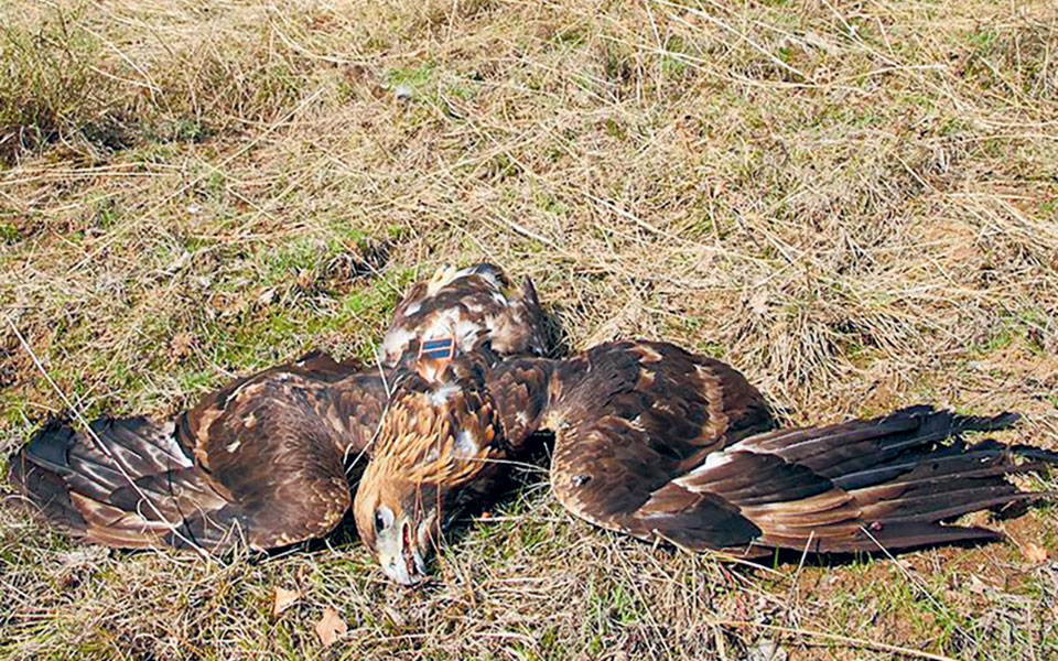 οι-γύπες-τα-πιο-συχνά-θύματα-δηλητηριά-561834448