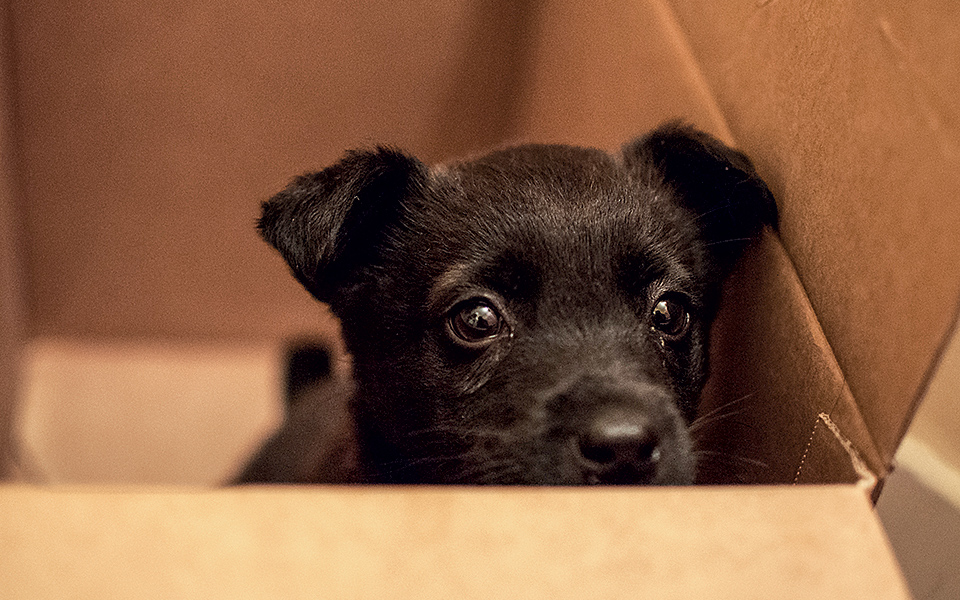 αστυνομία-ζώων-μπόγιας-για-τους-κακοπ-561798670