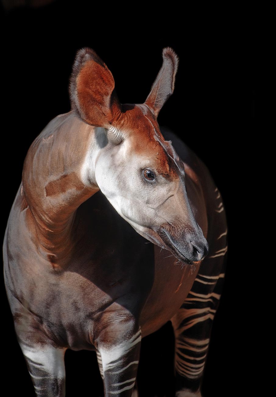 Μαθήματα ζωής από Γερμανίδα συγγραφέα – φαινόμενο-1