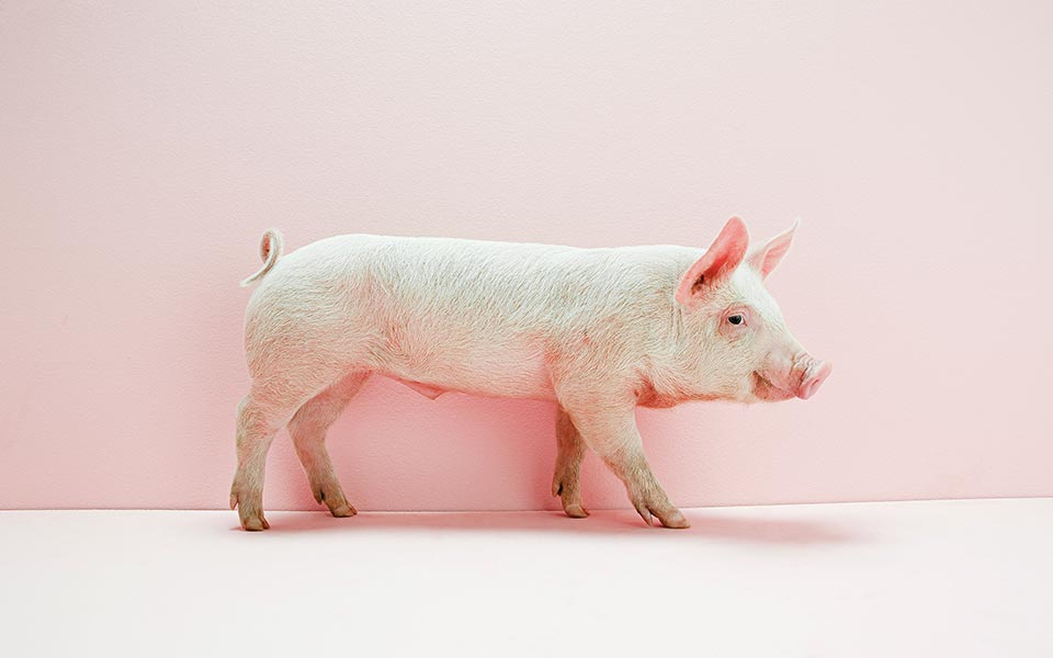 τι-γλώσσα-μιλάνε-τα-γουρούνια-561817618