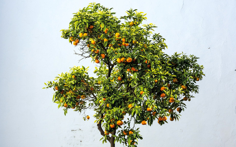 γιατί-κανείς-δεν-μαγειρεύει-με-νεράντ-561796741