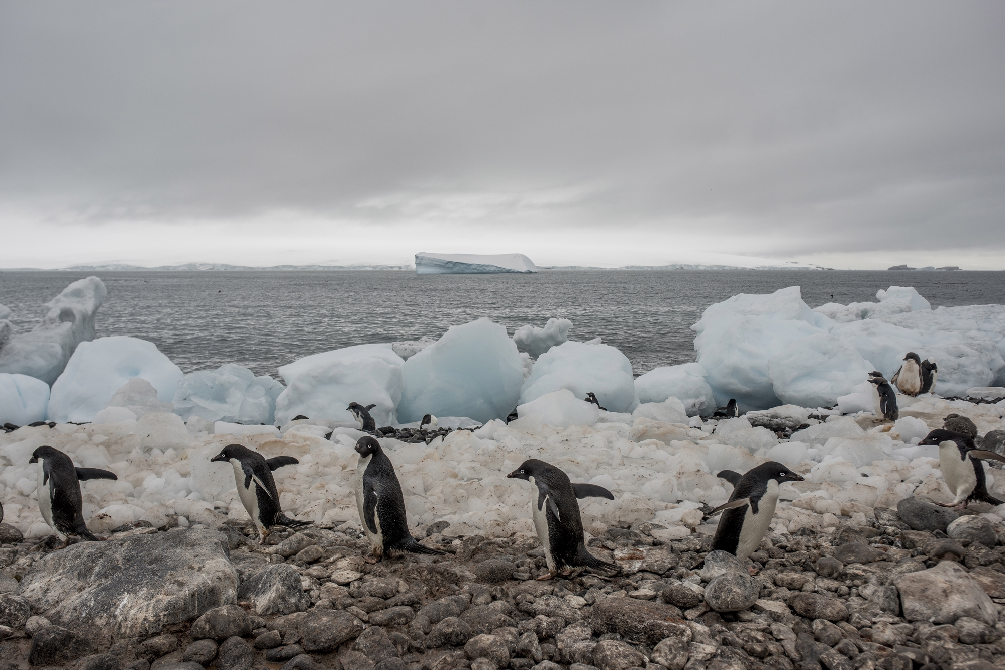 οι-πιγκουίνοι-της-αδελίας-μειώνονται-561815089