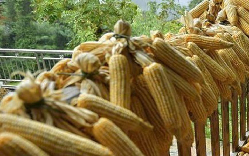 το-πρώτο-πλοίο-με-ουκρανικό-καλαμπόκι-561835210