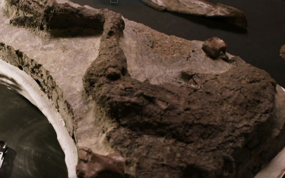 στο-σφυρί-σκελετός-t-rex-μήκους-115-μέτρων-561798112