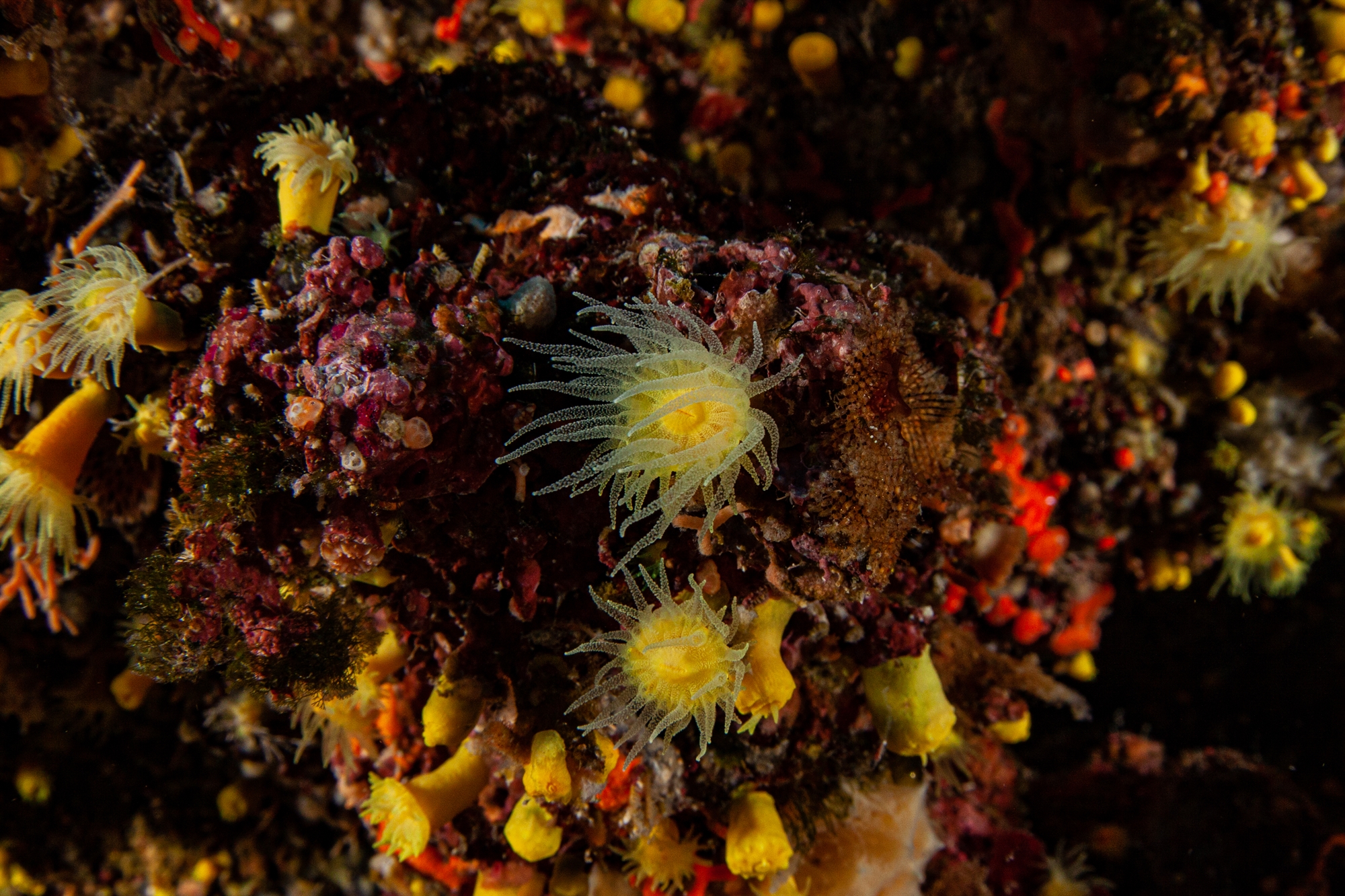 Οι κήποι κοραλλιών της Ελλάδας-2