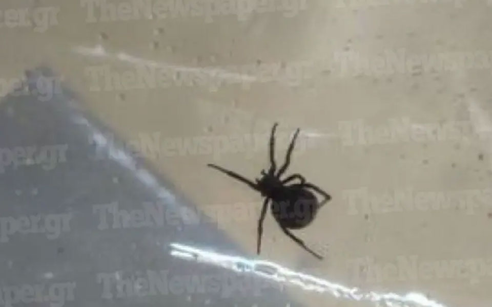 βόλος-ανήλικος-τσιμπήθηκε-από-αράχνη-561835606