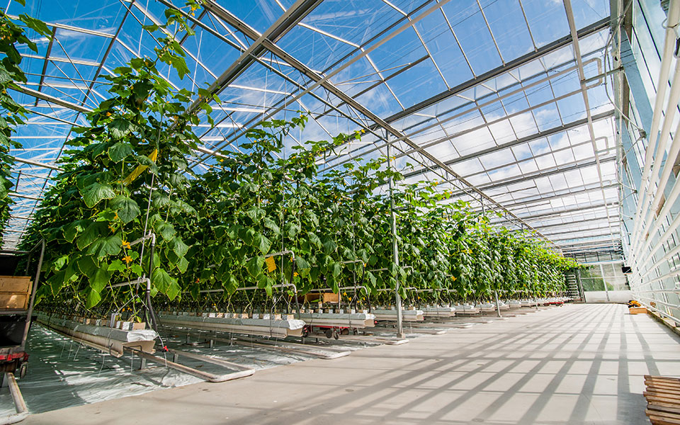 οικολογικοί-στάβλοι-και-πράσινη-γεωρ-561826195