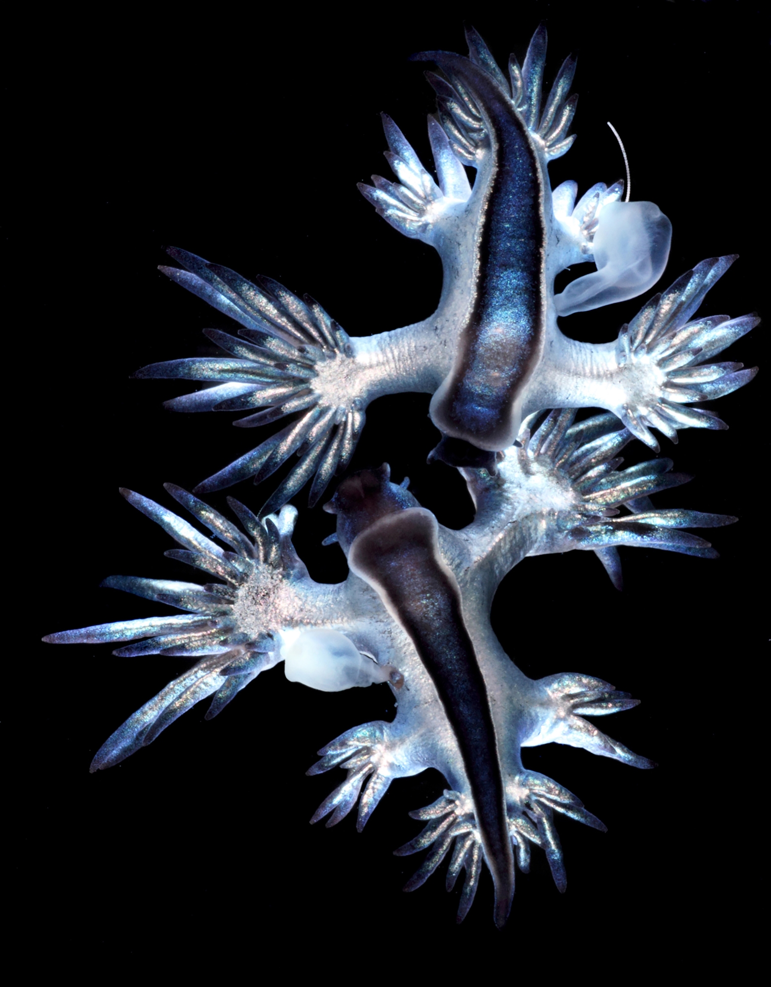 Ένας… βιότοπος ανάμεσα σε χιλιάδες τόνους πλαστικών-2