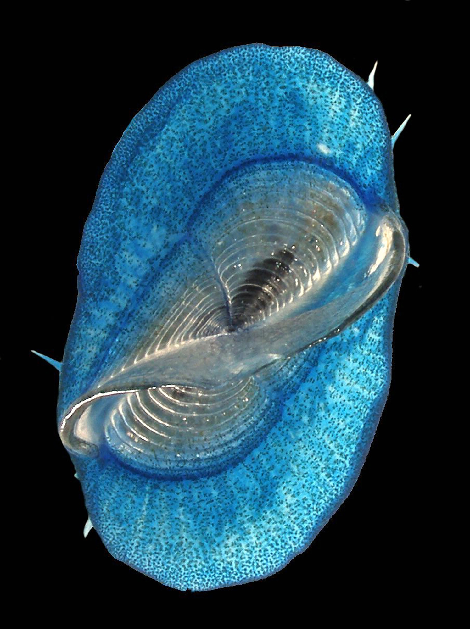 Ένας… βιότοπος ανάμεσα σε χιλιάδες τόνους πλαστικών-3