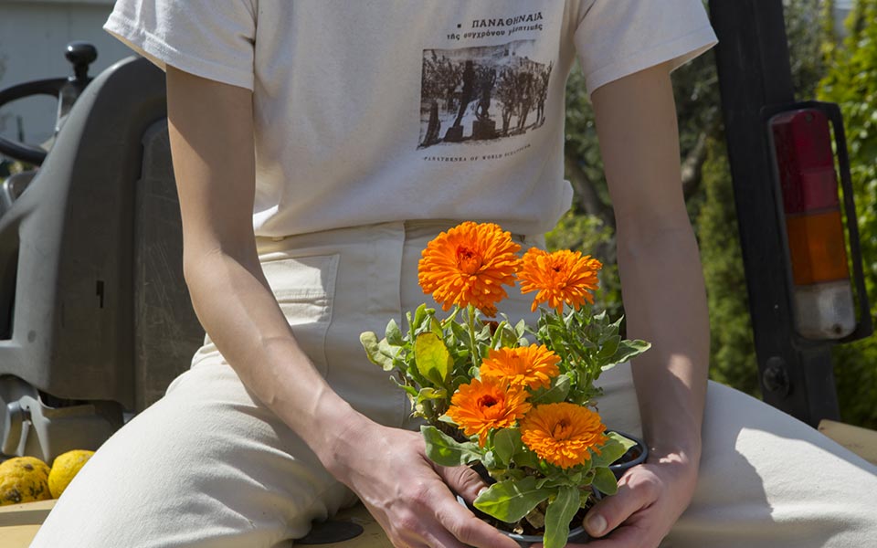 θαυματουργή-καλέντουλα-561869077