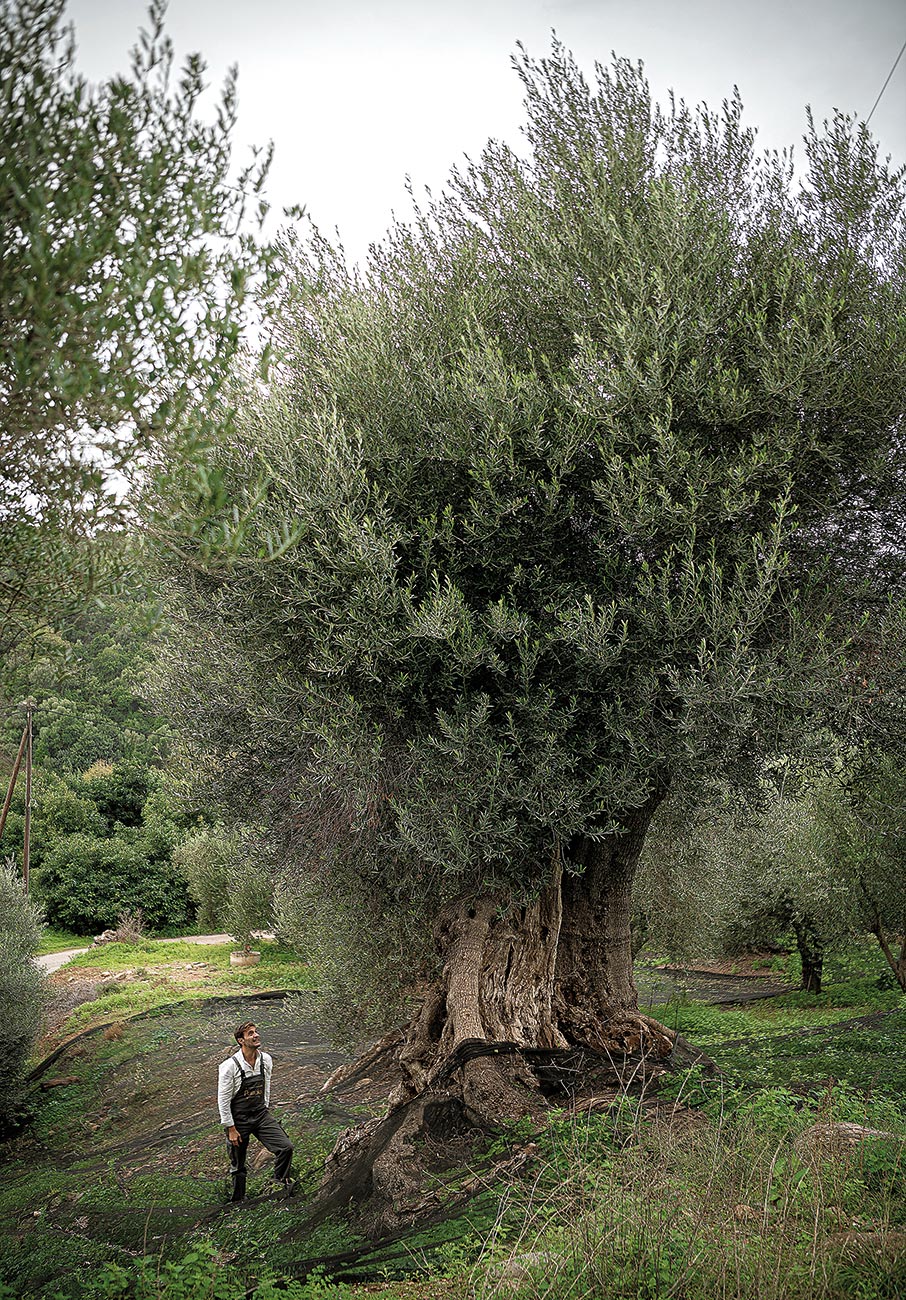 Ελαιόλαδο με συνταγή γιατρού-1