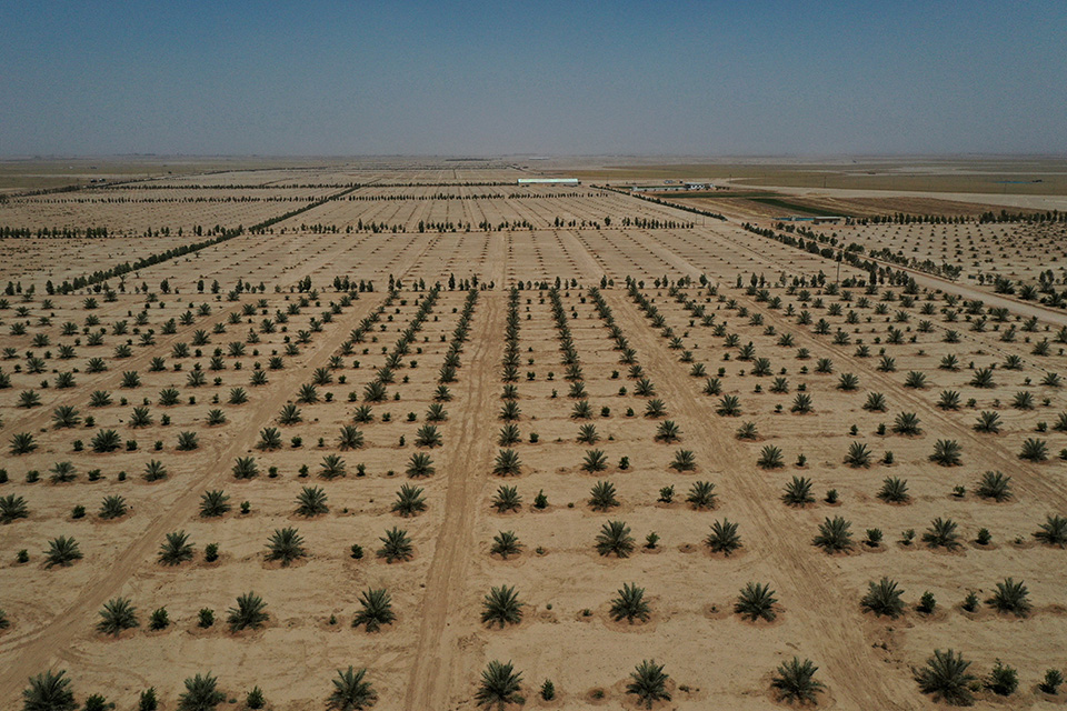 Δενδροφυτεύσεις