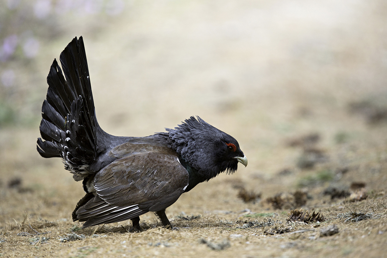Ένα λεύκωμα μας αποκαλύπτει την άγνωστη ομορφιά της δραμινής πανίδας και χλωρίδας-3