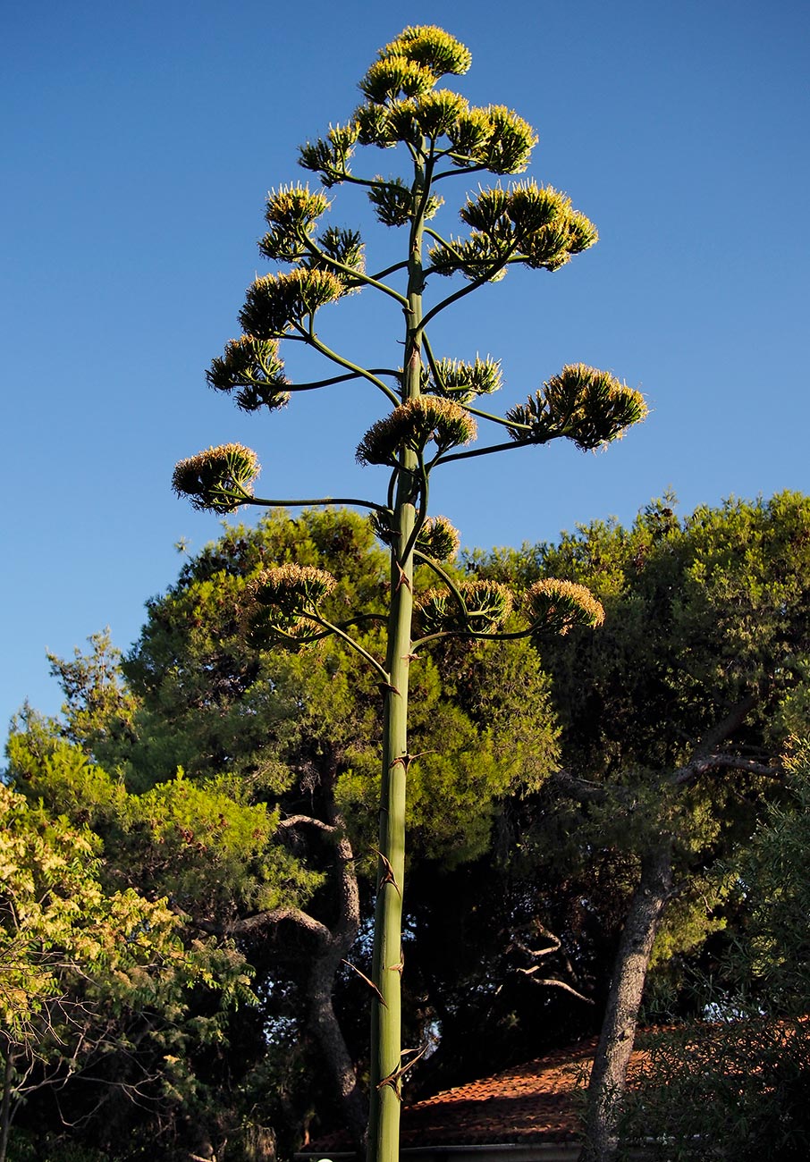 «Αμαζόνιος»: μια έκθεση- έκπληξη στο σπίτι-ατελιέ του Νίκου Κεσσανλή και της Χρύσας Ρωμανού-2