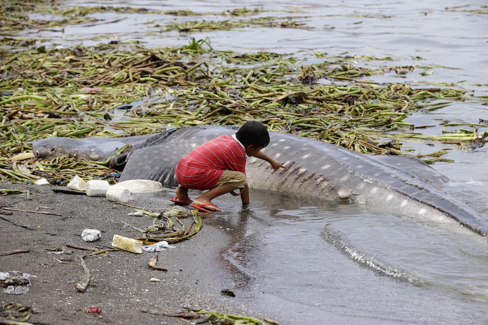 νέα-έρευνα-τι-είναι-αυτό-που-σκοτώνει-τ-561855922