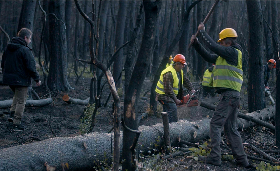 Θωράκιση για τη φυσική αναγέννηση του δάσους-3