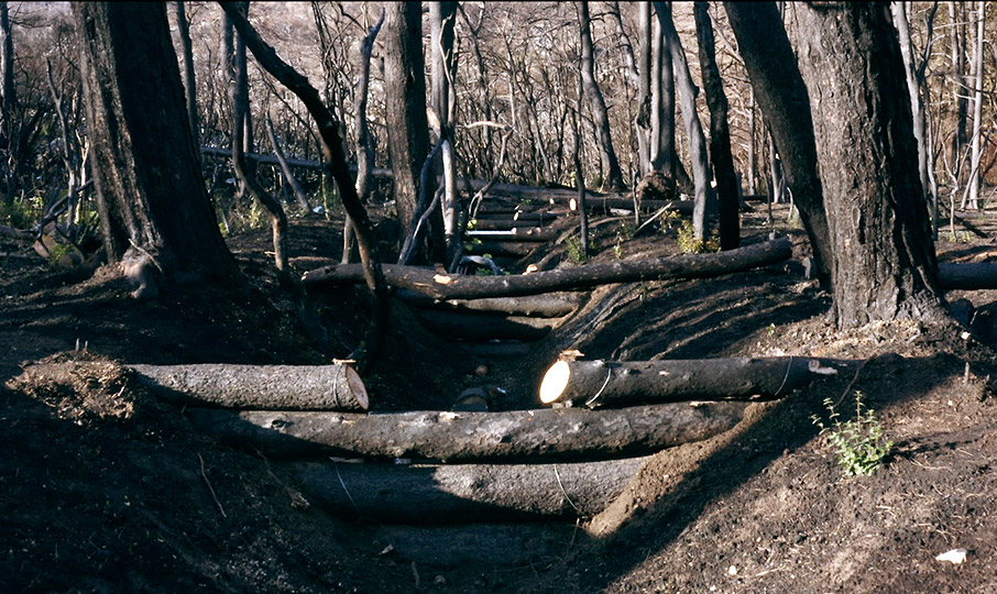 Θωράκιση για τη φυσική αναγέννηση του δάσους-1