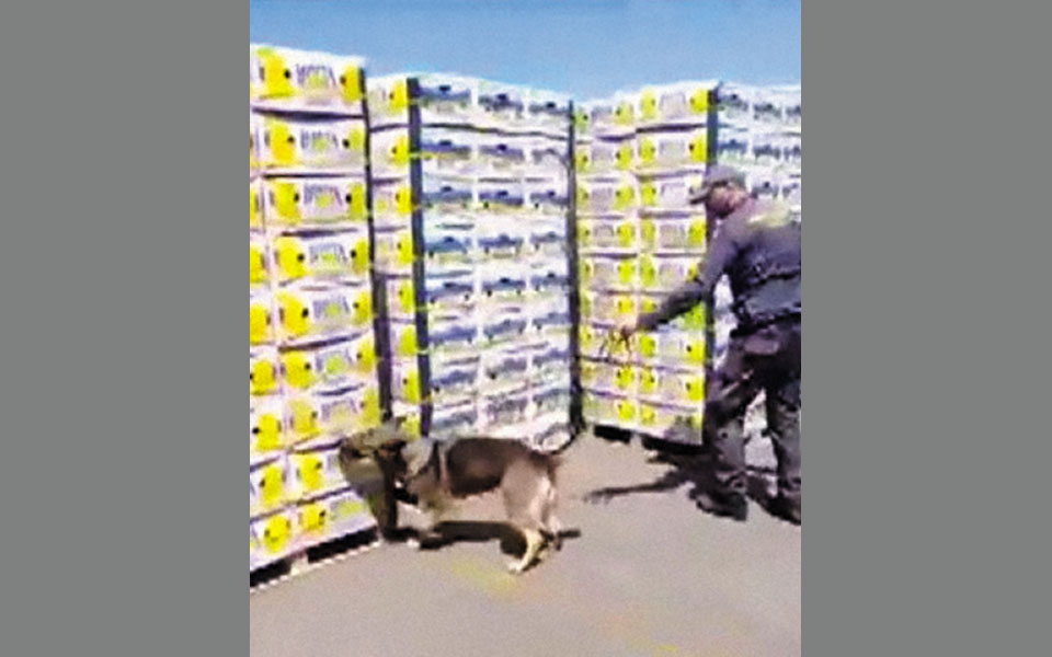 H κοκαΐνη που δεν έφτασε εδώ-1