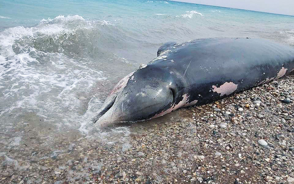 νεκρός-από-κατάποση-πλαστικών-ζιφιός-561841852