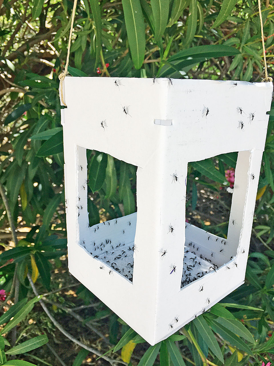 Ο… στρατός στείρων κουνουπιών και τα αυγά του «τίγρη»-1