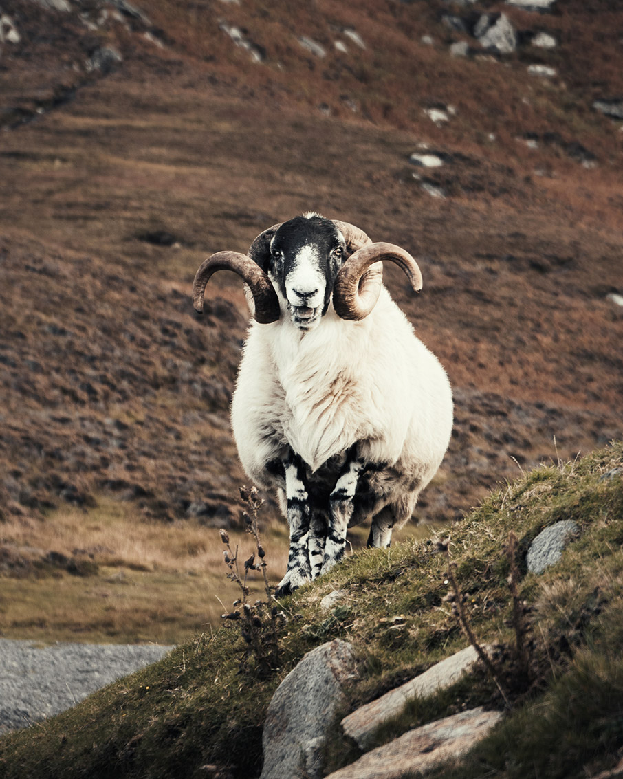 O γύρος της Βρετανίας, με ένα ιστορικό αυτοκίνητο του 1936-8