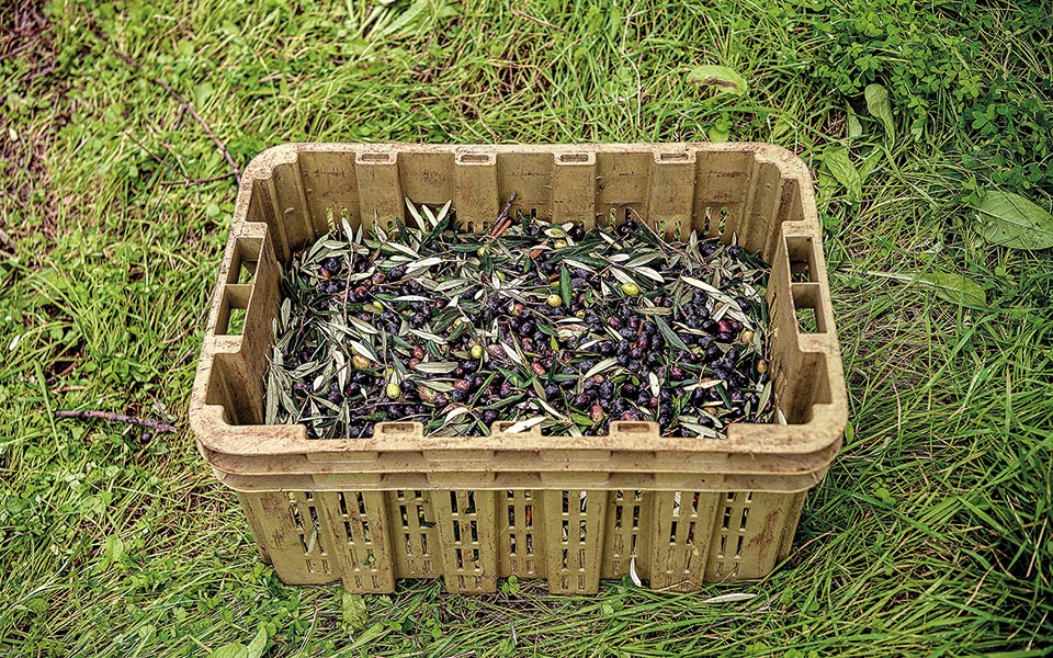 Ελαιόλαδο με συνταγή γιατρού-4