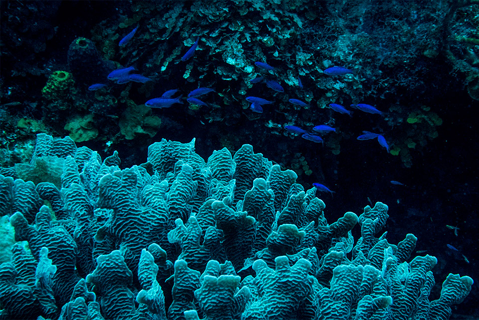 Ονδούρα: έξι μέρες, οκτώ καταδύσεις, ένας υπέροχος θαλάσσιος κόσμος-2