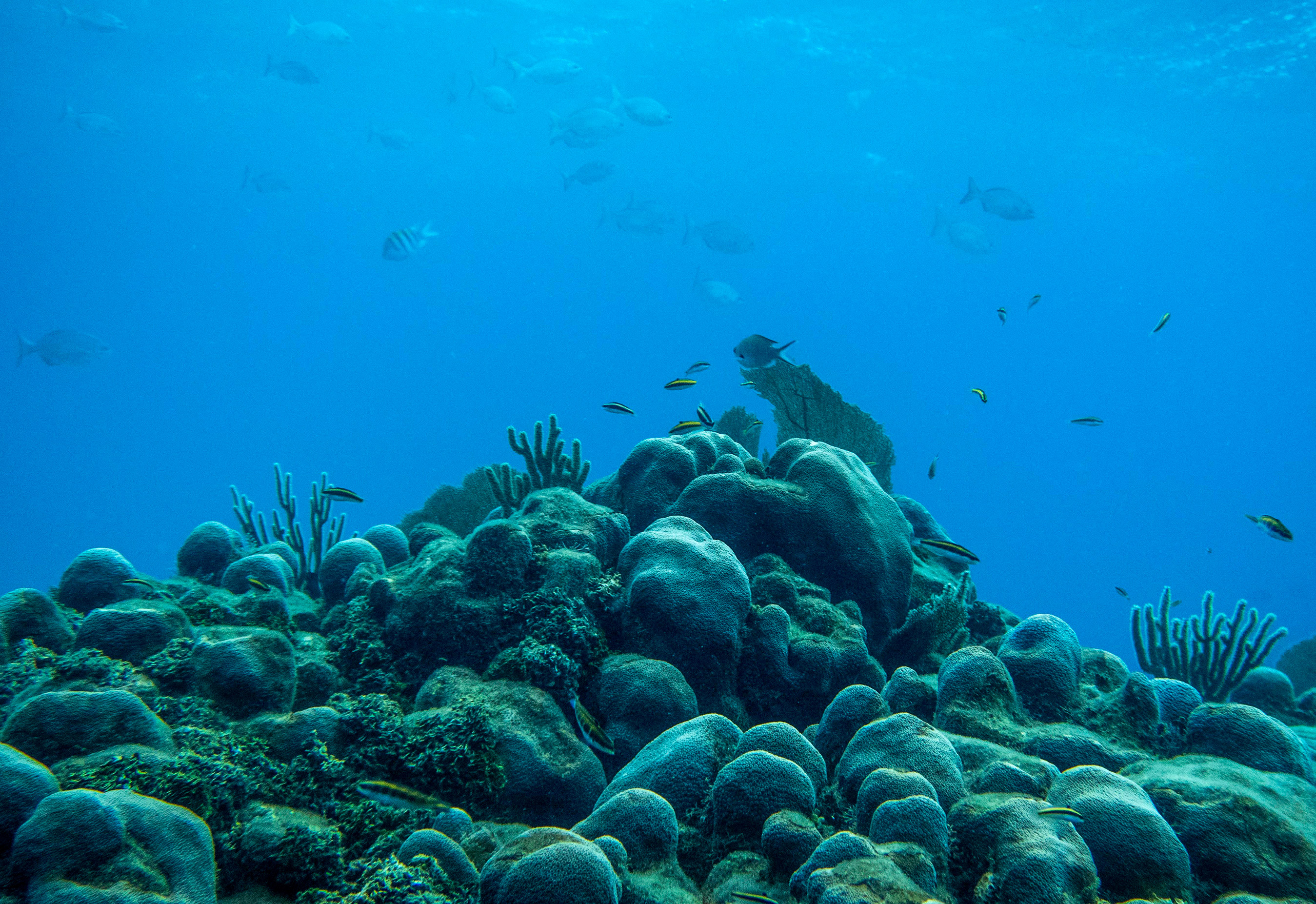 Ονδούρα: έξι μέρες, οκτώ καταδύσεις, ένας υπέροχος θαλάσσιος κόσμος-4