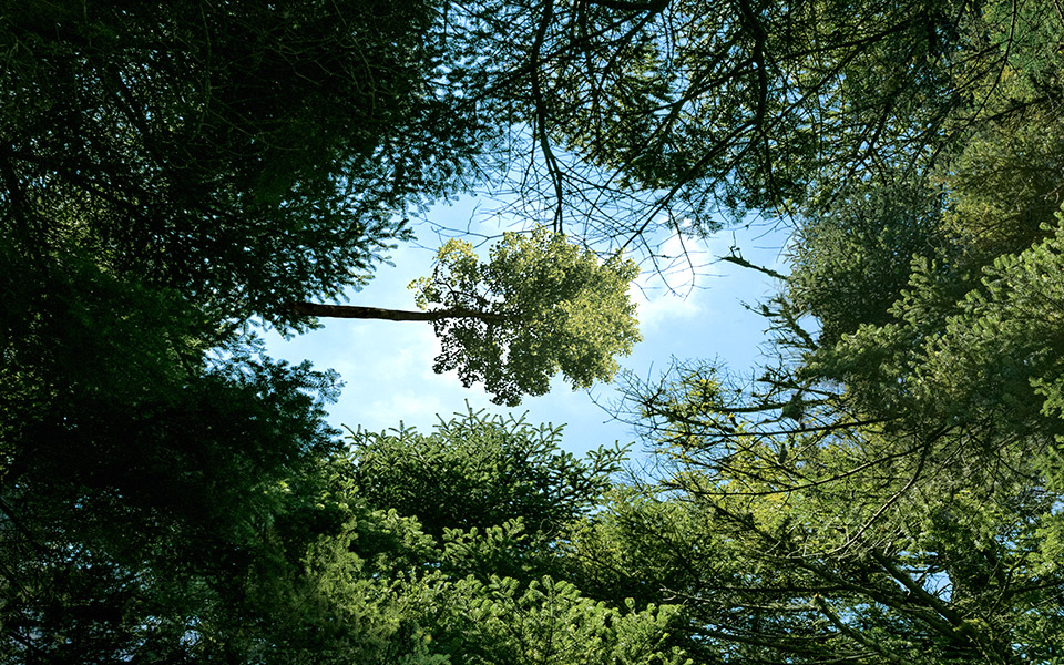 η-vodafone-παρουσιάζει-το-πρώτο-έξυπνο-δάσο-561867226