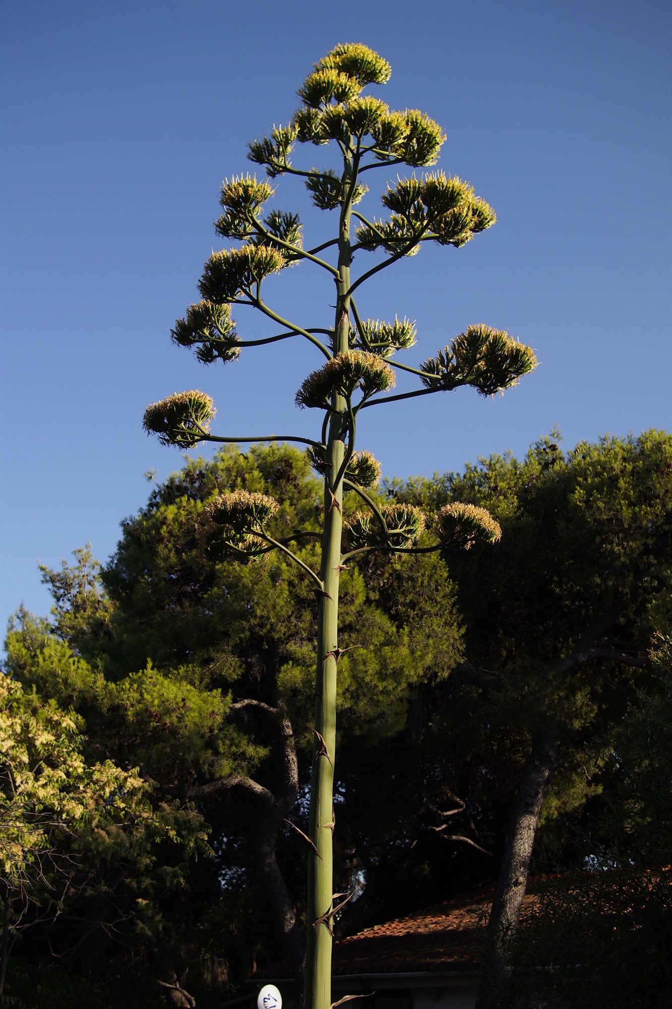 Ο «Αμαζόνιος» βρίσκεται στο Μαρούσι-2