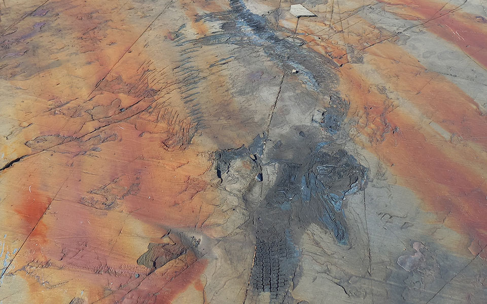 Εντυπωσιακό απολίθωμα έγκυου ιχθυόσαυρου εντοπίστηκε στη Χιλή-1