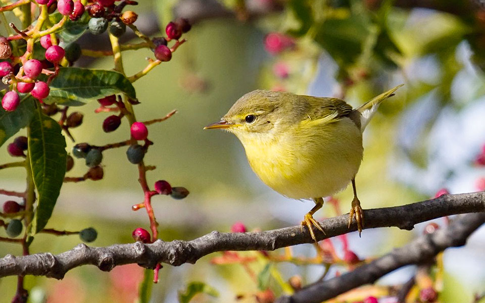 Τριάντα εκατομμύρια πουλιά κάνουν στάση στα νησιά μας-1