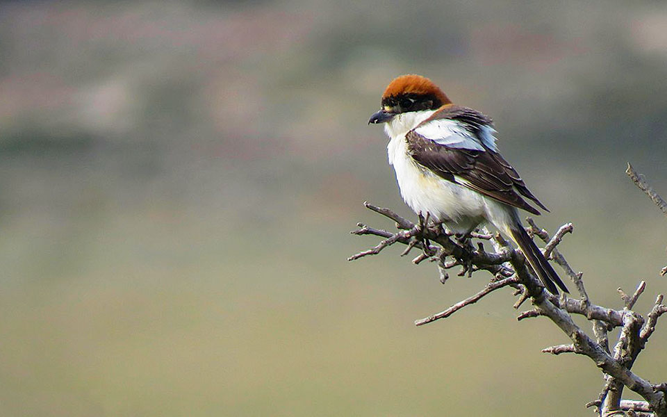 Τριάντα εκατομμύρια πουλιά κάνουν στάση στα νησιά μας-2