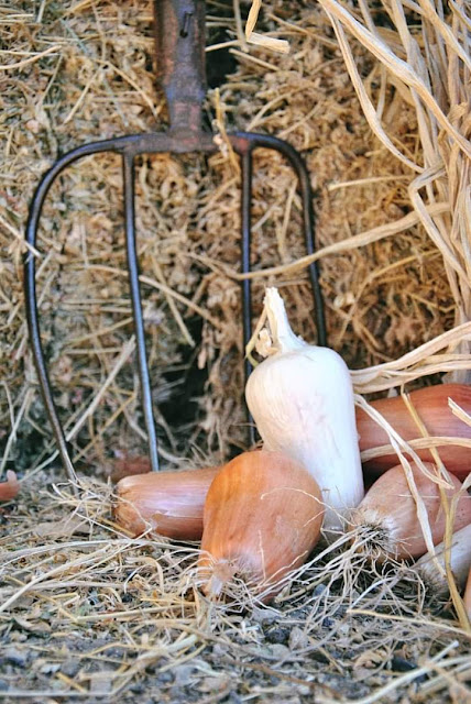 σάμος-στο-πιάτο-και-στο-ποτήρι-561859453