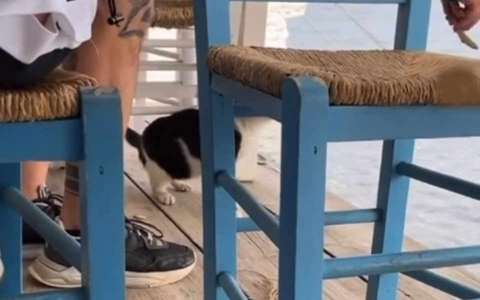 συνελήφθη-ο-άνδρας-που-κλώτσησε-γατάκ-561836797