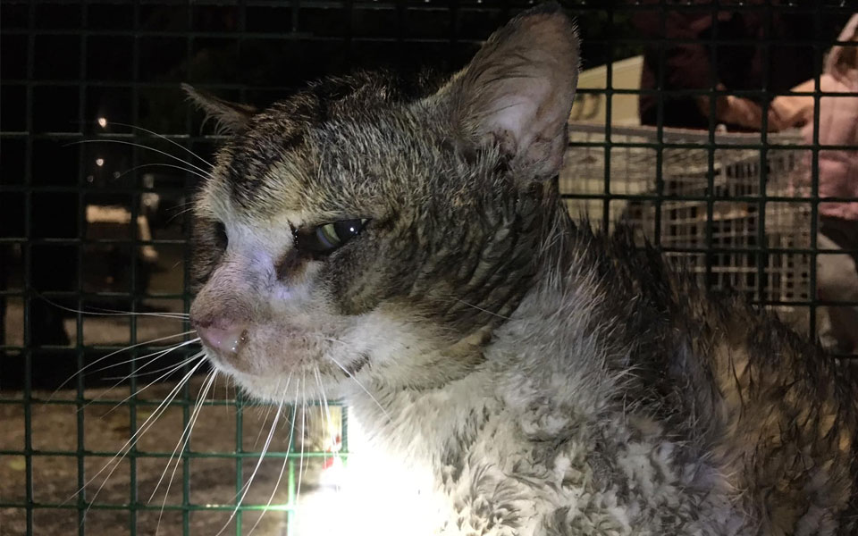 νέο-περιστατικό-κακοποίησης-ζώου-πυρ-561840094