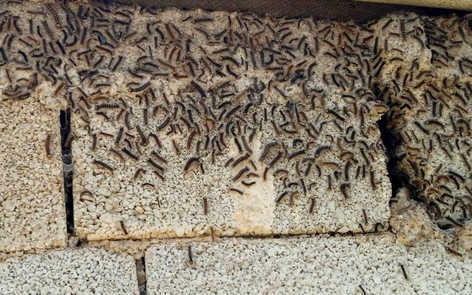 ρέθυμνο-κάμπιες-πολιορκούν-ένα-ολό-561880555