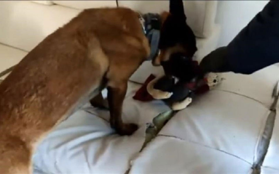 ηράκλειο-συνελήφθη-32χρονος-που-έκρυβε-561884479