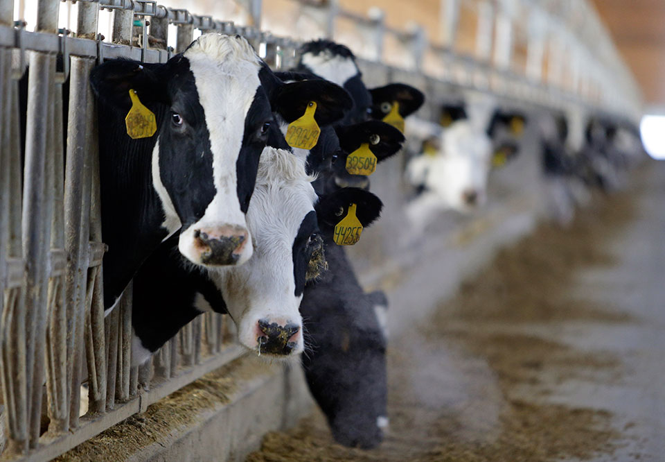 γιατί-οι-τιμές-τροφίμων-παραμένουν-σε-561844543