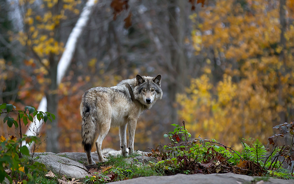 γιατί-η-σουηδία-προχωρά-σε-θανάτωση-λύ-561880900