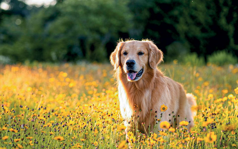 ο-θάνατος-ενός-ανύπαρκτου-σκύλου-που-κ-561853501