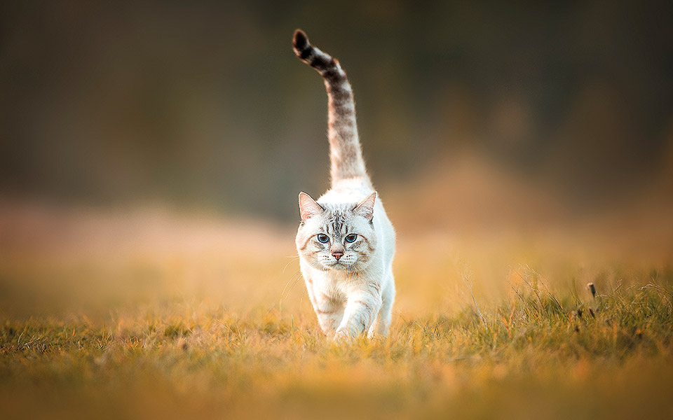 τι-μάθαμε-από-το-περιστατικό-κακοποίη-561880765