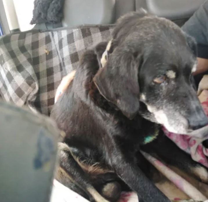 Νέο περιστατικό κακοποίησης ζώου: Έδεσε σκύλο στον προφυλακτήρα του αυτοκινήτου και τον περιέφερε στους δρόμους-1