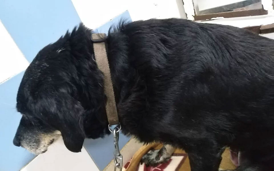 νέο-περιστατικό-κακοποίησης-ζώου-έδε-561877072