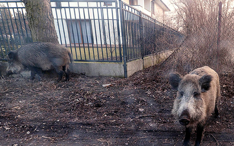 κρούσματα-της-αφρικανικής-πανώλης-τω-561879424