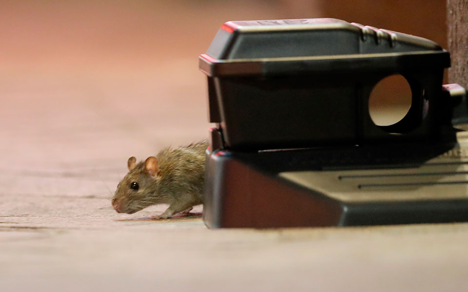 έρευνα-τα-ποντίκια-των-πόλεων-δεν-θα-ε-561839032