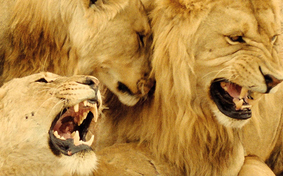 πως-ο-vangelis-βρήκε-την-κατάλληλη-μουσική-γι-561892087